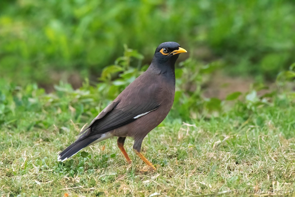CA8A7795 vk.jpg
